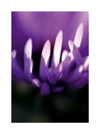 Aster by Marc Ayrault Pricing Limited Edition Print image