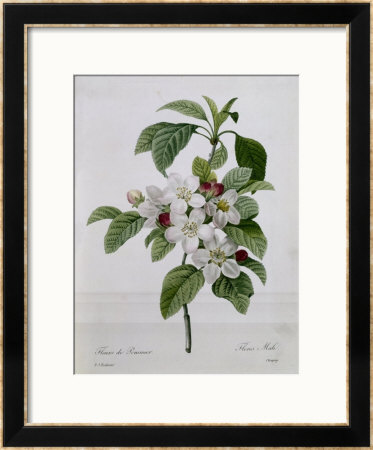 Apple Blossom, From Les Choix Des Plus Belles Fleurs by Pierre-Joseph Redouté Pricing Limited Edition Print image