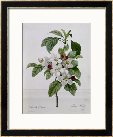 Apple Blossom, From Les Choix Des Plus Belles Fleurs by Pierre-Joseph Redoute Pricing Limited Edition Print image