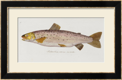 Hand Colored Enraving Of A Salmon, 1785-1794 by Baron Carl Von Meidinger Pricing Limited Edition Print image