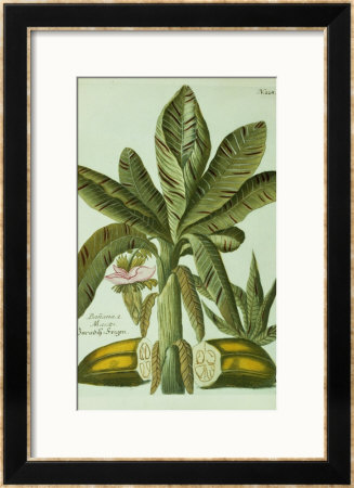 Banana, From J. Weinmann's Phytanthoza Iconographia, 1734-45 by Georg Dionysius Ehret Pricing Limited Edition Print image
