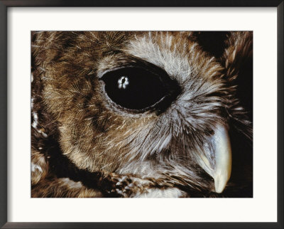 A Northern Spotted Owl In Captivity At The Zoo by Joel Sartore Pricing Limited Edition Print image