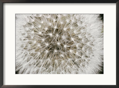 Close View Of A Dandelion Seed Head by Sylvia Sharnoff Pricing Limited Edition Print image