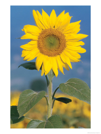 A Sunflower In A Field by Fogstock Llc Pricing Limited Edition Print image