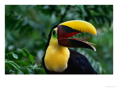 Chestnut-Mandibled Toucan, Or Swainsons Toucan, From The Darien Rainforest, Panama by Alfredo Maiquez Pricing Limited Edition Print image
