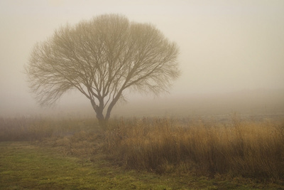 Tree In Field by David Winston Pricing Limited Edition Print image