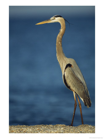Great Blue Heron Walks In The Sand by Klaus Nigge Pricing Limited Edition Print image