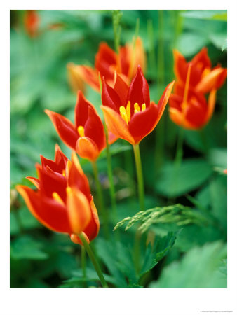 Tulipa Sprengeri (Wild Tulip), Close-Up Of Flowers And Foliage by Pernilla Bergdahl Pricing Limited Edition Print image