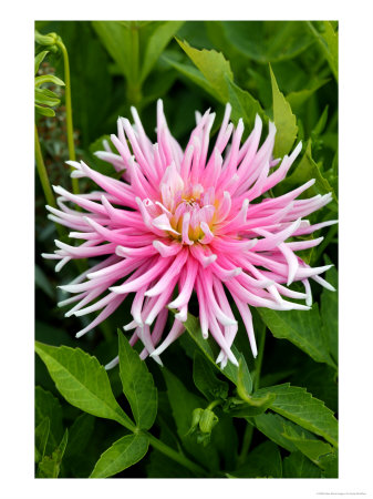 Dahlia Good Earth (Dahlia Medium Cactus Group), Close-Up Of Pink Flower by Susie Mccaffrey Pricing Limited Edition Print image