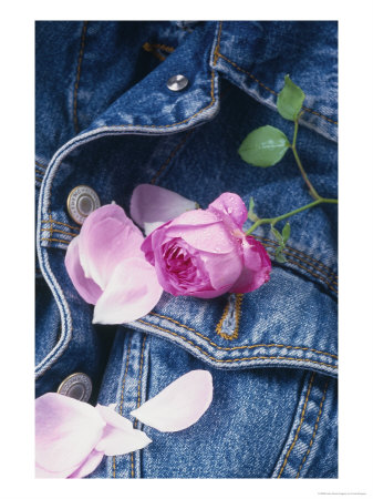 Pink Rosa On Denim Jacket by Linda Burgess Pricing Limited Edition Print image