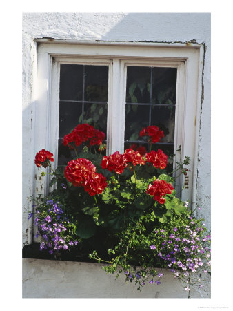 Window Box With Pelargonium & Lobelia, White Painted Wall Clovelly, Devon by Lynne Brotchie Pricing Limited Edition Print image