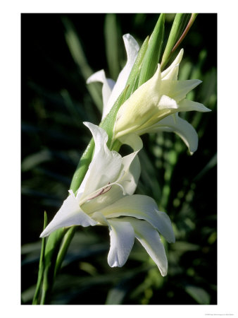 Gladiolis The Bride, Slender White Flowers With Yellow Markings by Mark Bolton Pricing Limited Edition Print image