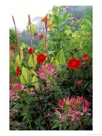 Cleome (Cherry Queen), Dahlia (Bishop Of Llandaff) & Canna Striata by Mark Bolton Pricing Limited Edition Print image