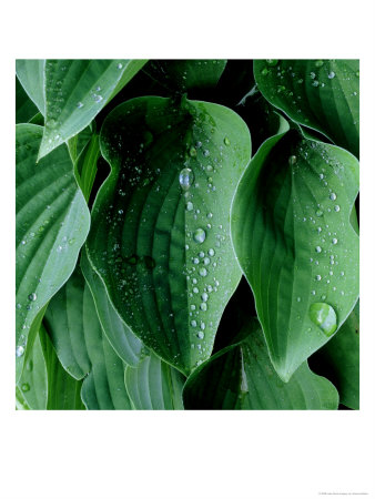 Hosta Pastures New (Plantain Lily) by James Guilliam Pricing Limited Edition Print image