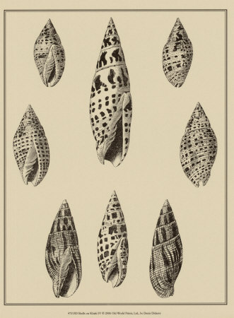 Shells On Khaki Iv by Denis Diderot Pricing Limited Edition Print image