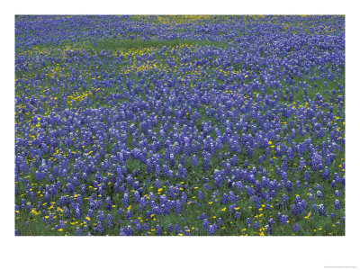 Blue Bonnets And Arnica, North Of Marble Falls, Texas, Usa by Darrell Gulin Pricing Limited Edition Print image