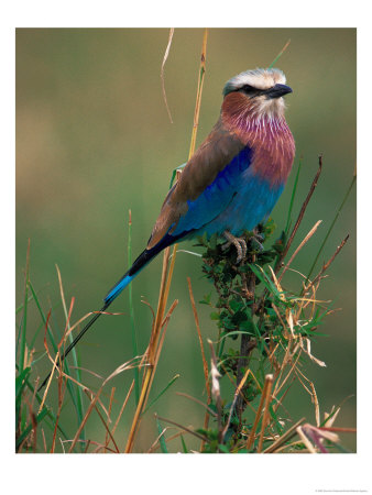 Lilac Breasted Roller, Masai Mara, Kenya by Dee Ann Pederson Pricing Limited Edition Print image