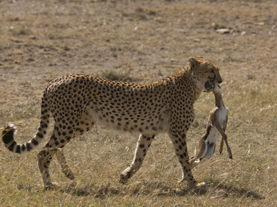 A Cheetah, Acinonyx Jubatus, Carrying A Thompson's Gazelle Carcass by Beverly Joubert Pricing Limited Edition Print image