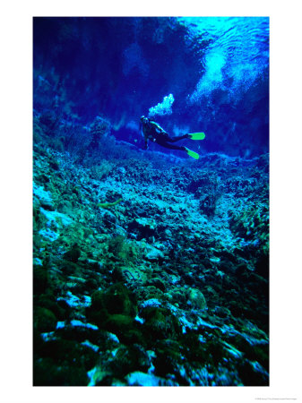Diver Underwater, Nelson, New Zealand by Jenny & Tony Enderby Pricing Limited Edition Print image