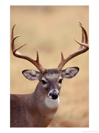 Whitetail Deer by Amy And Chuck Wiley/Wales Pricing Limited Edition Print image