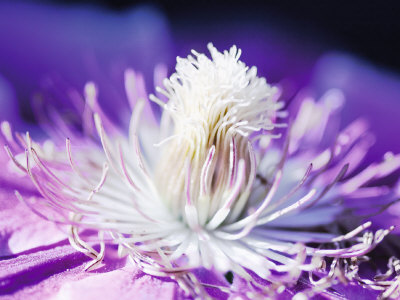 White And Purple by Kirsten Riedt Pricing Limited Edition Print image