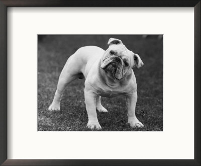 Bulldog by Thomas Fall Pricing Limited Edition Print image