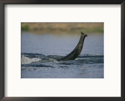 An Elephant Uses Its Trunk As A Snorkel While Swimming The Chobe River by Chris Johns Pricing Limited Edition Print image