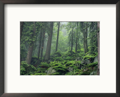 Moss-Covered Rocks Fill A Misty Wooded Hillside by Norbert Rosing Pricing Limited Edition Print image