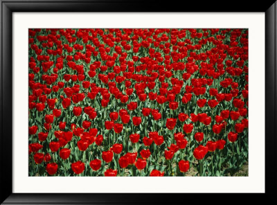 Red Tulips With Green Stems by Stephen St. John Pricing Limited Edition Print image