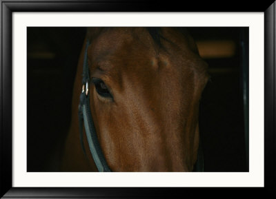 Close View Of The Head Of A Bay Horse by Stacy Gold Pricing Limited Edition Print image