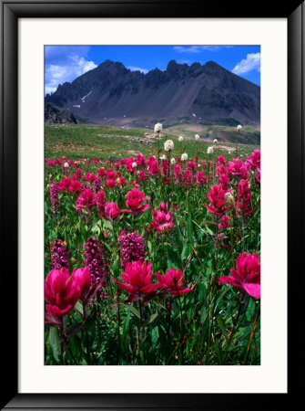Wildflowers At Sneffels Ridge, Colorado, Usa by Rob Blakers Pricing Limited Edition Print image