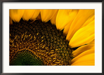 Close-Up Of A Sunflower by Todd Gipstein Pricing Limited Edition Print image