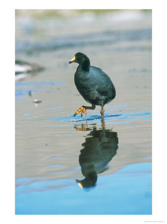 Giant Coot, Endemic To High Andes, Lauca National Park, Chile by Mark Jones Pricing Limited Edition Print image