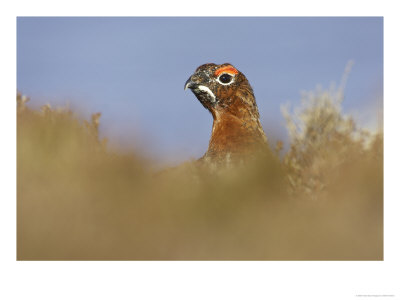Red Grouse, Male, Scotland by Mark Hamblin Pricing Limited Edition Print image