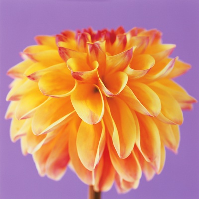 Orange And Yellow Dahlia by Heide Benser Pricing Limited Edition Print image