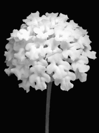 White Flowers by Michael Filonow Pricing Limited Edition Print image