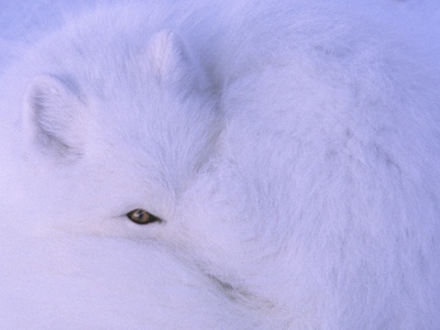Arctic Fox Resting At Sunset by Jenny E. Ross Pricing Limited Edition Print image