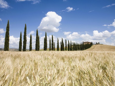 Italy, Tuscany, Landscape by Roman Maerzinger Pricing Limited Edition Print image