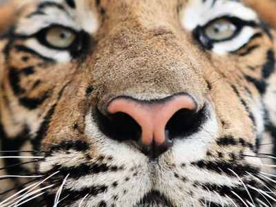 Close Up Of Full-Grown Indochinese Tiger. by Elizabeth Allnutt Pricing Limited Edition Print image