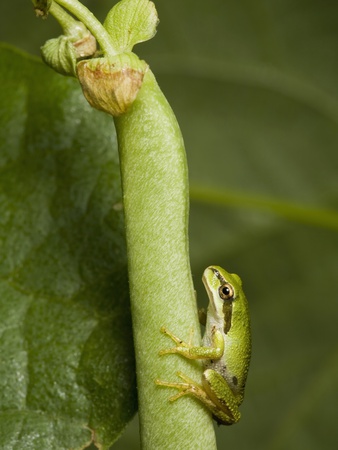 Pacific Treefrog (Hyla Regilla), With Plant To Show Scale, British Columbia. by Ron Watts Pricing Limited Edition Print image