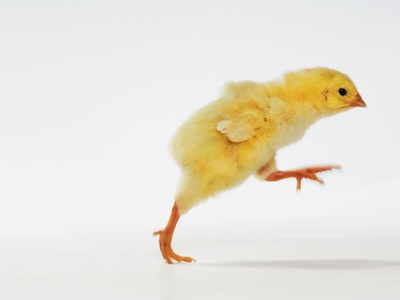 Yellow Chick Baby Chicken by Wave Pricing Limited Edition Print image