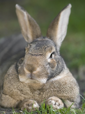Domestic Rabbit by Darwin Wiggett Pricing Limited Edition Print image