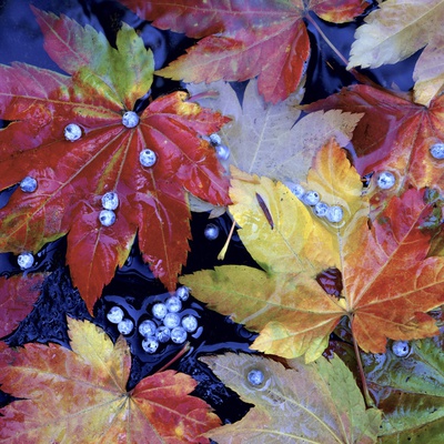 Vine Maple And Blue Elderberries by Dennis Frates Pricing Limited Edition Print image