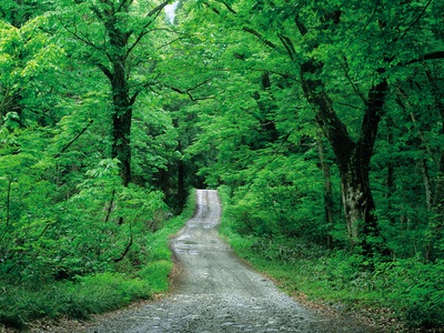 Tree Lined Forest Road by Kazuya Shiota Pricing Limited Edition Print image