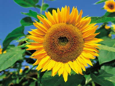 Sunflower by Masa-Aki Horimachi Pricing Limited Edition Print image
