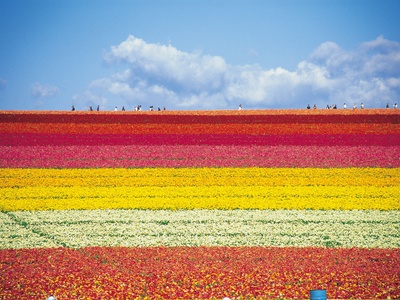 Field Of Flowers by Yasuhiro Tanaka Pricing Limited Edition Print image