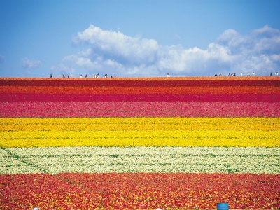 Field Of Flowers by Yasuhiro Tanaka Pricing Limited Edition Print image