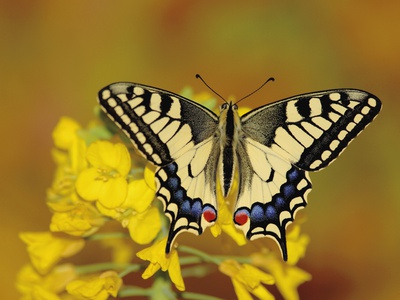 Swallowtail Butterfly Sitting On Flower by Erich Kuchling Pricing Limited Edition Print image
