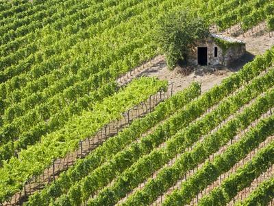 Italy, Tuscany, Vineyard With Cabin by Fotofeeling Pricing Limited Edition Print image