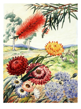 Portrait Of Flowers And Tree Native To Australia by National Geographic Society Pricing Limited Edition Print image